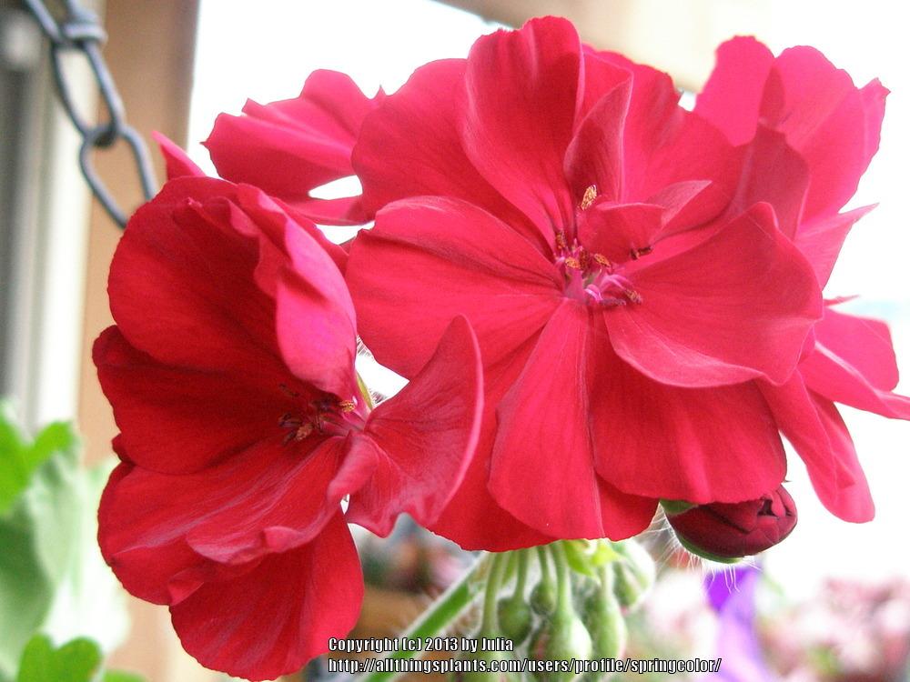 Photo of Geranium (Pelargonium Calliope® Dark Red) uploaded by springcolor