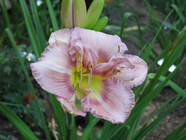 Photo of Daylily (Hemerocallis 'Your Choice') uploaded by tgarden711