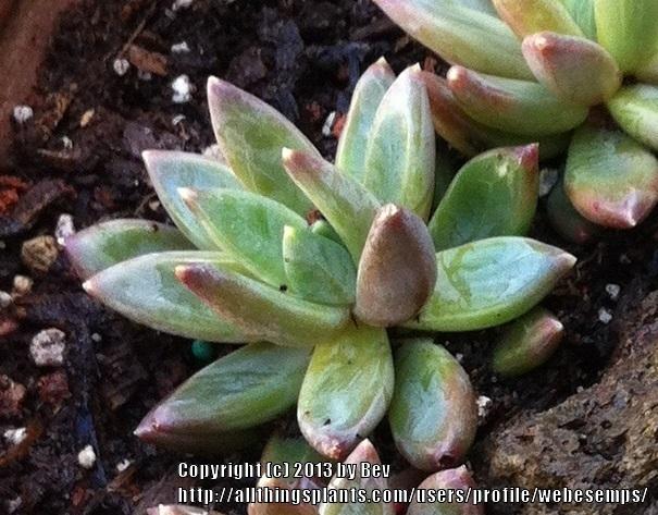 Photo of Pachyphytum (Pachyphytum compactum) uploaded by webesemps