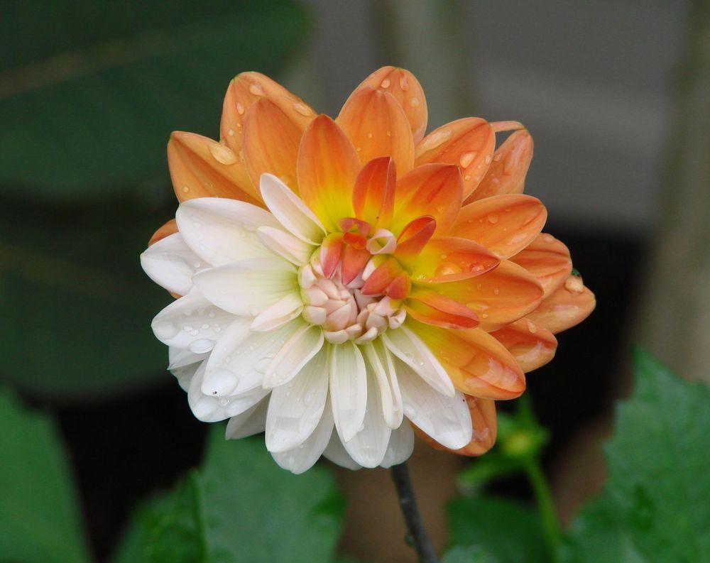 Photo of Dahlia 'Coupe Soleil' uploaded by Joy