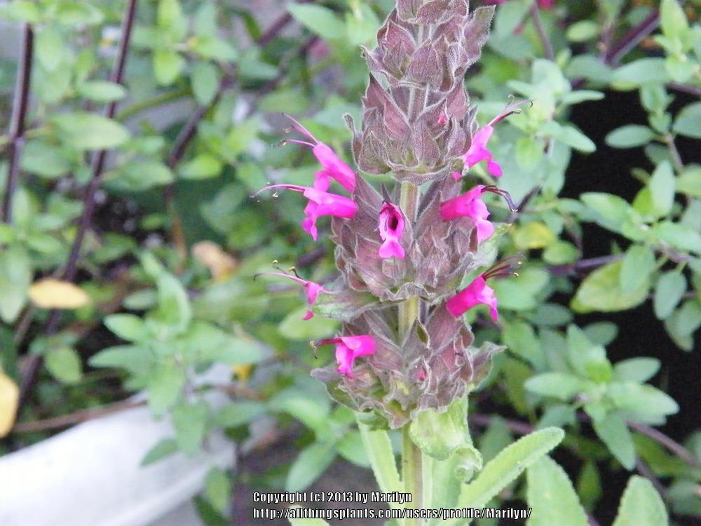 Photo of Little Hummingbird Sage (Salvia spathacea 'Las Pilitas') uploaded by Marilyn