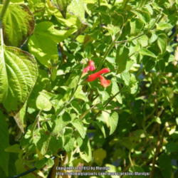 Location: My garden in Kentucky
Date: 2013-09-05
Flowers are a darker, orangier color