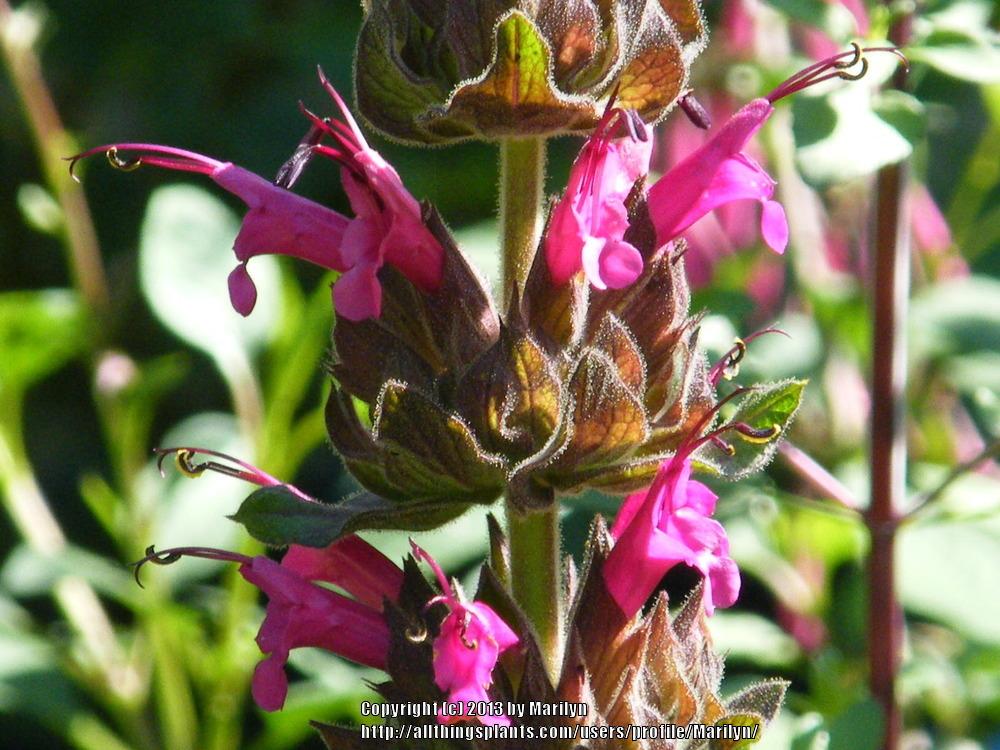 Photo of Little Hummingbird Sage (Salvia spathacea 'Las Pilitas') uploaded by Marilyn