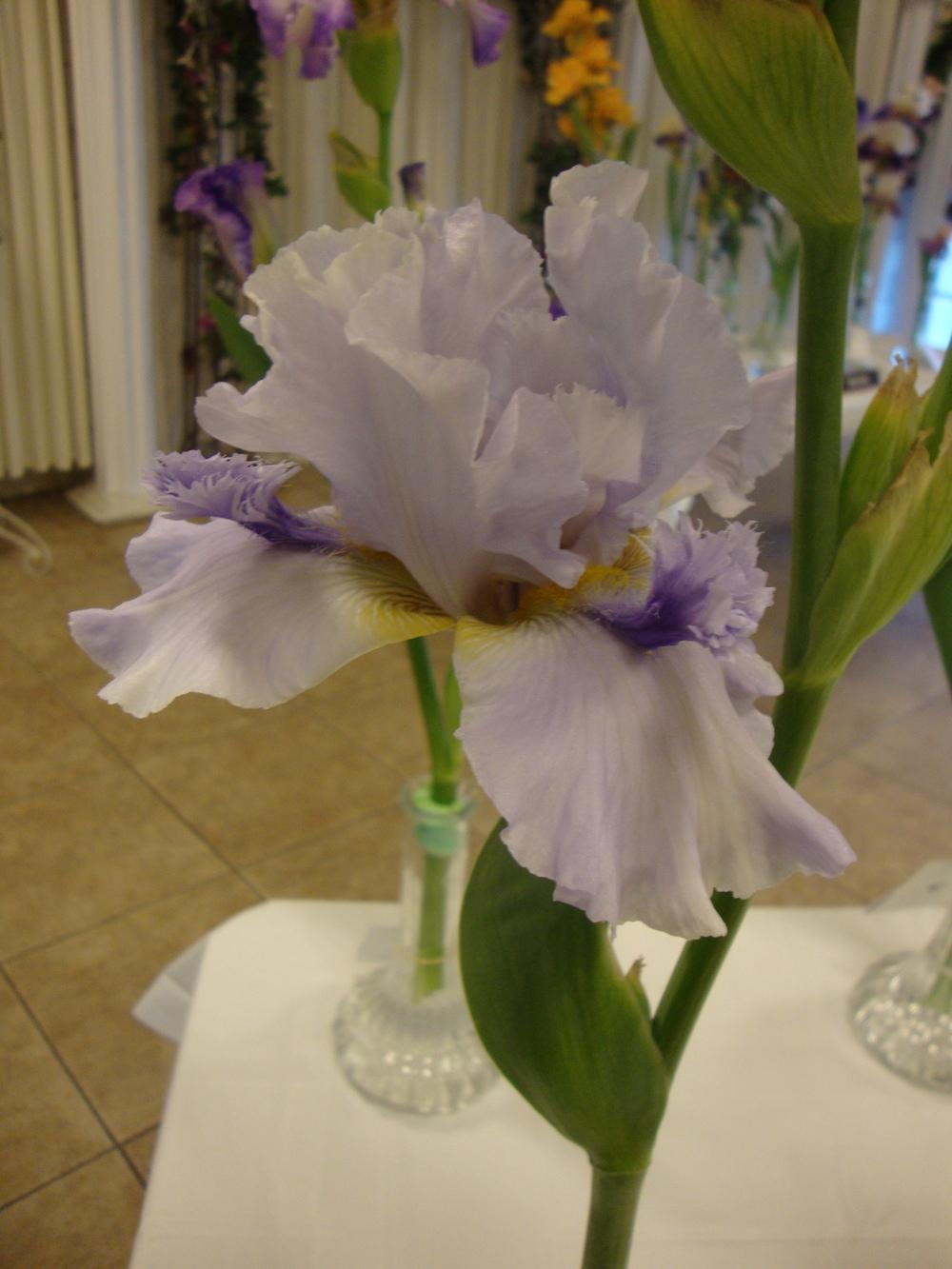 Photo of Tall Bearded Iris (Iris 'Ice for Brice') uploaded by Paul2032