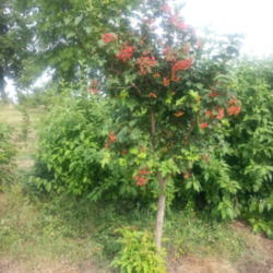 Location: Dawson Iowa Central Iowa 
Date: 2013-08-09
Harvest time on the high bush cranberries