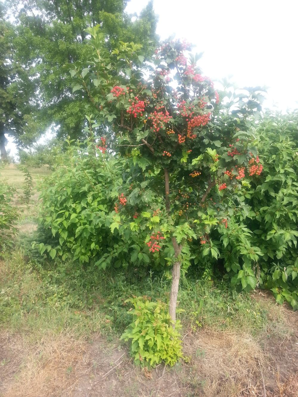 Photo of Highbush-Cranberry (Viburnum trilobum) uploaded by PerryJeff