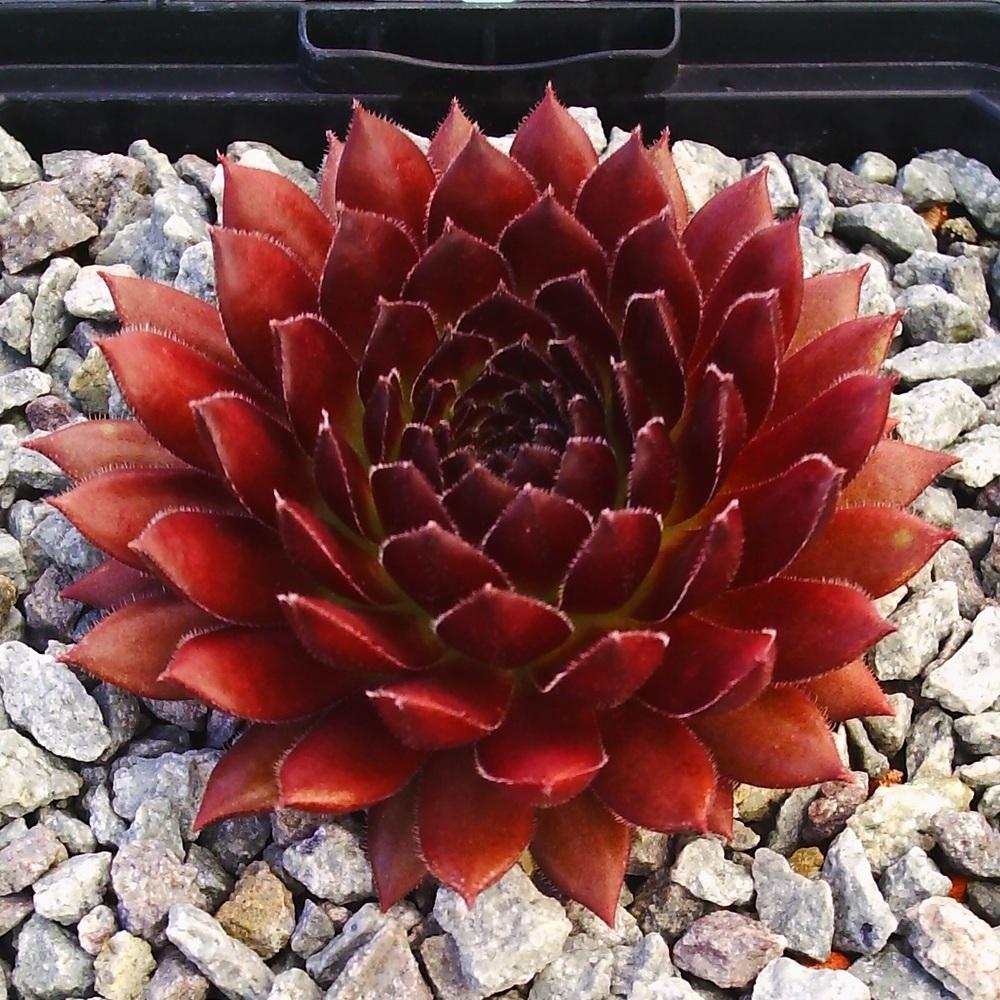 Photo of Hen and Chicks (Sempervivum 'Zannalee') uploaded by banker07
