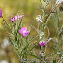 Location: Nature reserve, Gent, Belgium
Date: 2013-08-29
Blooms and seedpods
