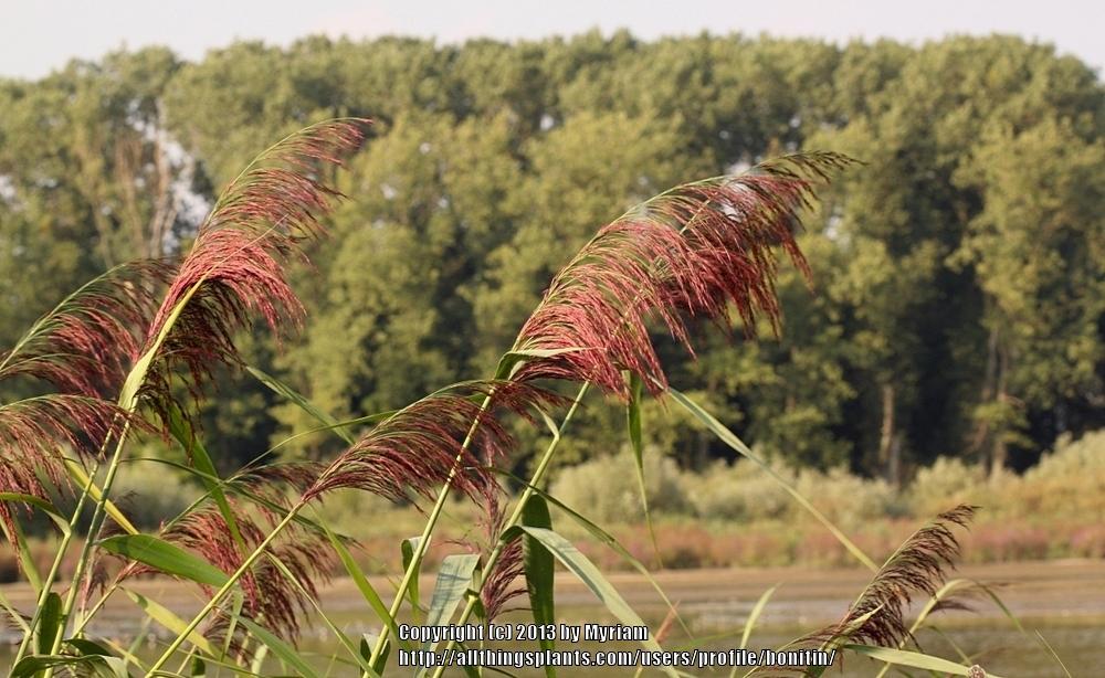 Photo of Common Reed (Phragmites australis) uploaded by bonitin