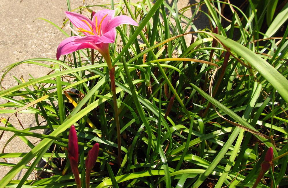 Photo of Zephyr Lily (Zephyranthes rosea) uploaded by jmorth