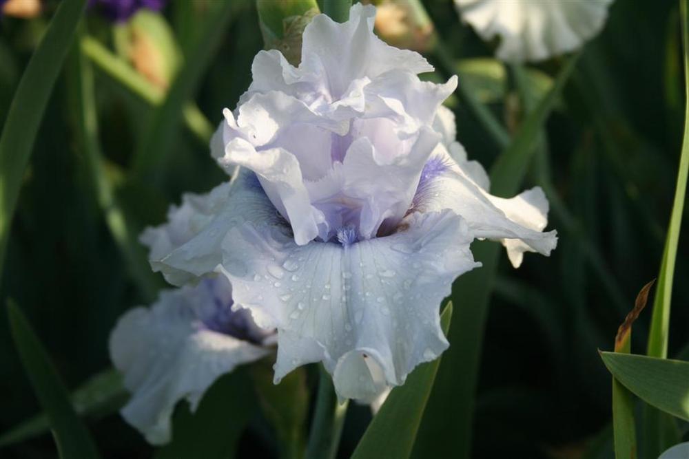 Photo of Tall Bearded Iris (Iris 'Mother Kate') uploaded by KentPfeiffer