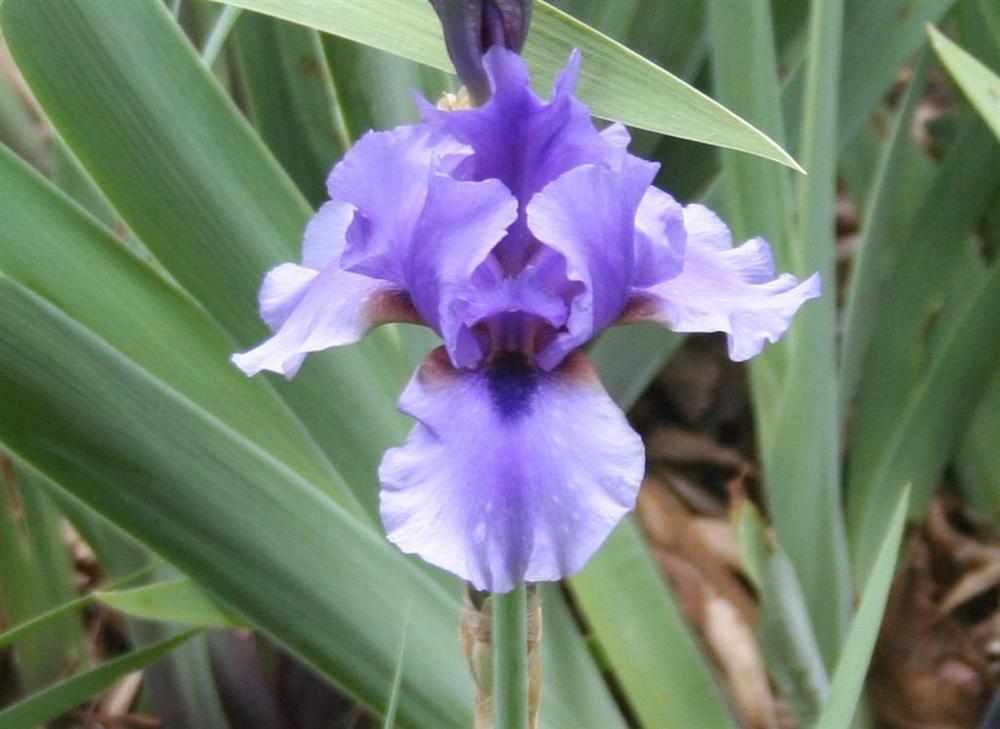 Photo of Tall Bearded Iris (Iris 'Mythology') uploaded by KentPfeiffer