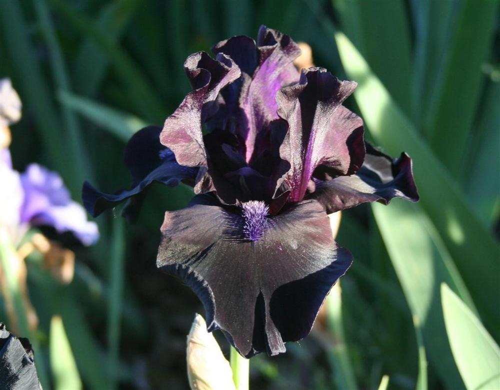 Photo of Tall Bearded Iris (Iris 'Midnight Oil') uploaded by KentPfeiffer