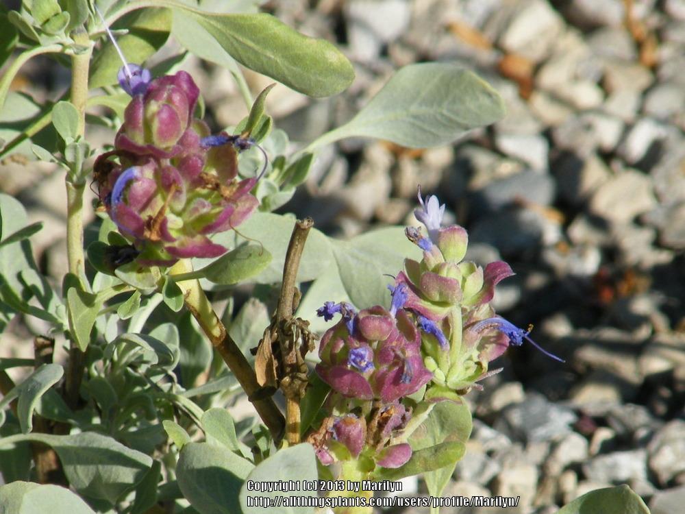 Photo of Giant Purple Sage (Salvia pachyphylla 'Blue Flame') uploaded by Marilyn