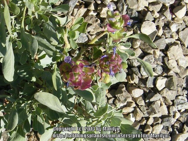Photo of Giant Purple Sage (Salvia pachyphylla 'Blue Flame') uploaded by Marilyn