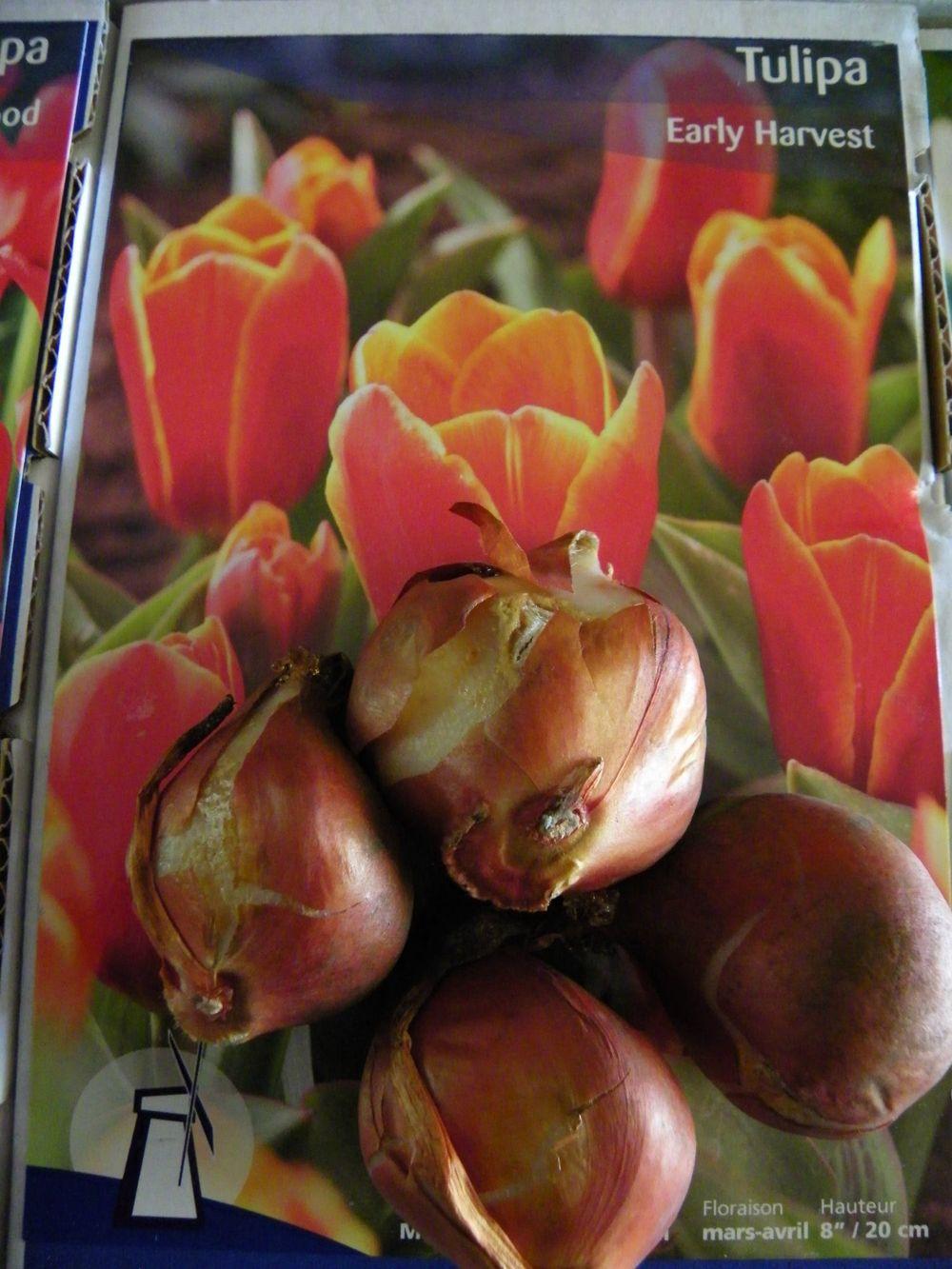 Photo of Kaufmanniana Tulip (Tulipa kaufmanniana 'Early Harvest') uploaded by Newyorkrita