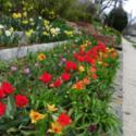 Daylilies and Spring Bulbs:  the Perfect Combination