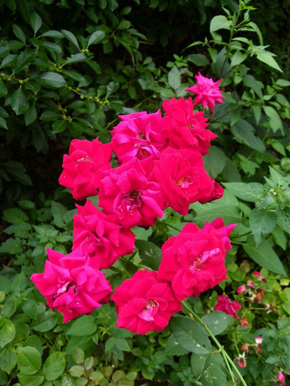 Photo of Rose (Rosa 'Champlain') uploaded by Newyorkrita