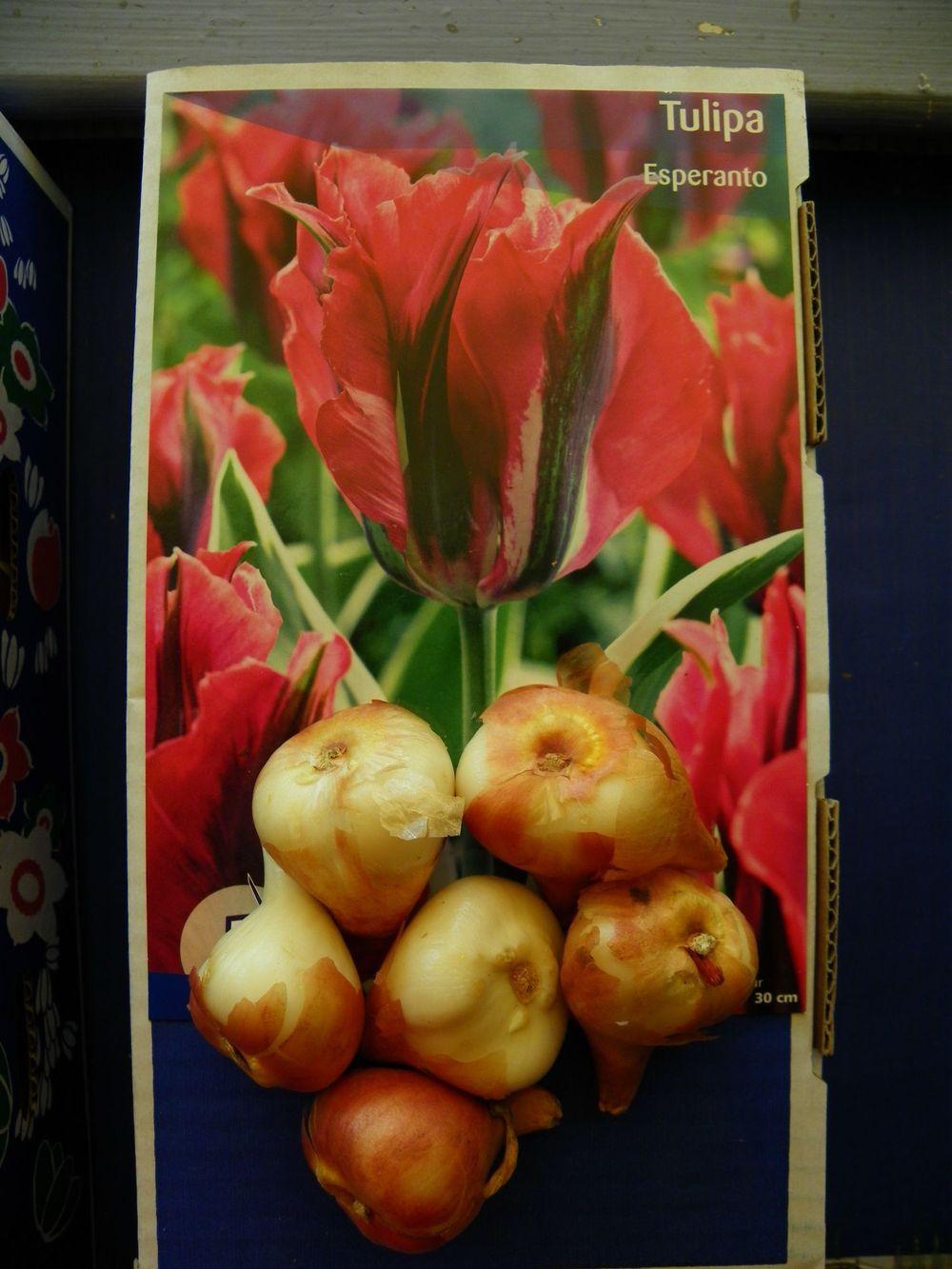 Photo of Viridiflora Tulip (Tulipa 'Esperanto') uploaded by Newyorkrita