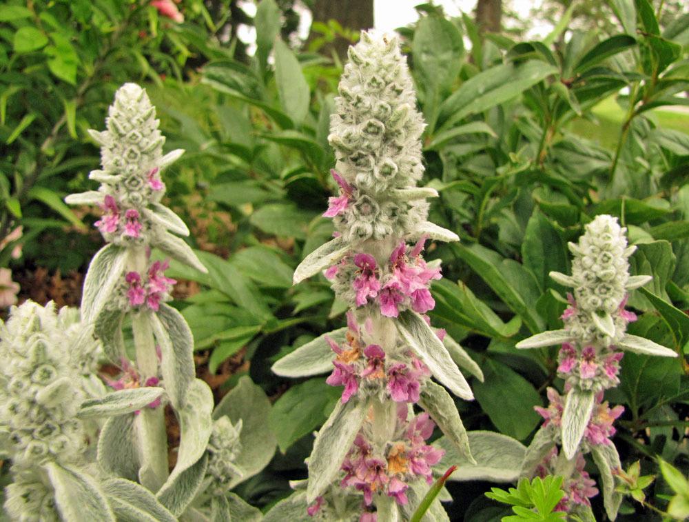 Photo of Lambs' Ears (Stachys byzantina) uploaded by TBGDN