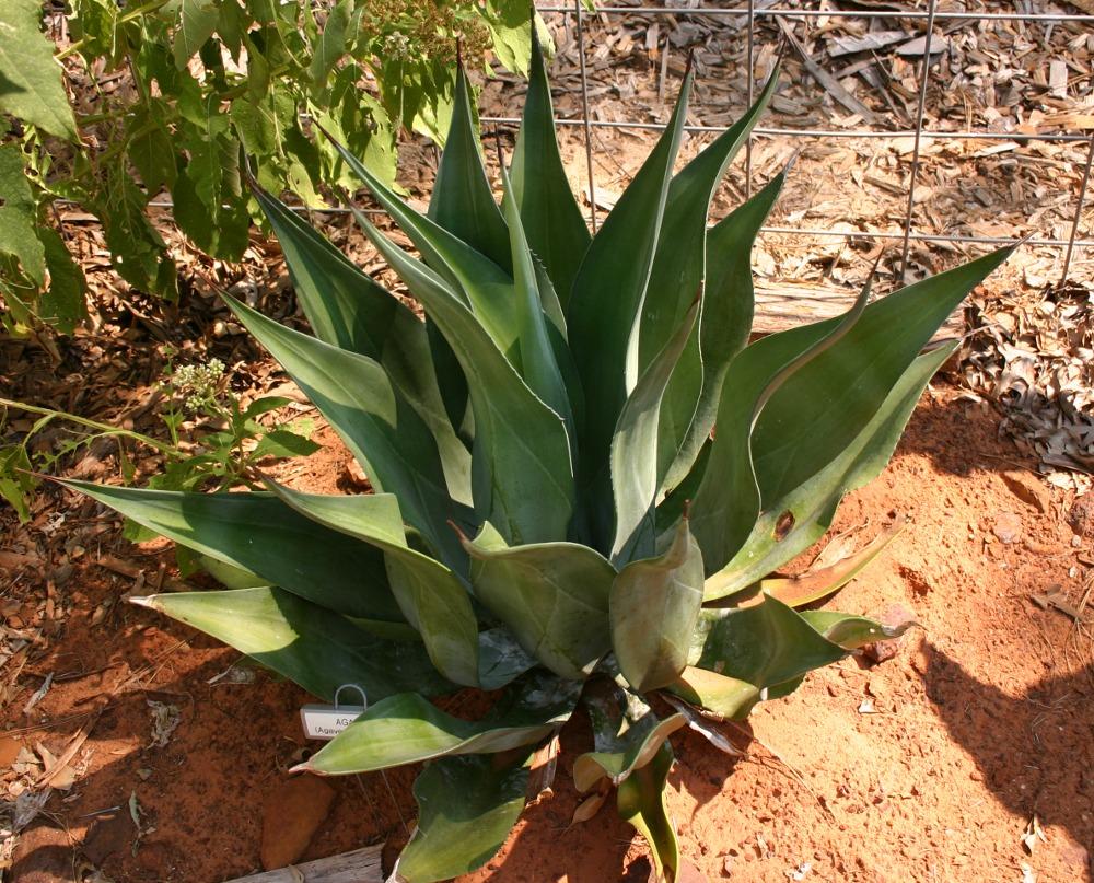 Photo of Agave (Agave americana) uploaded by jon