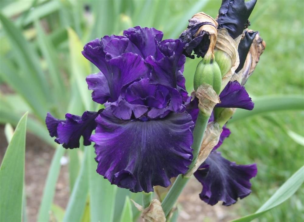 Photo of Tall Bearded Iris (Iris 'Noble Gesture') uploaded by KentPfeiffer