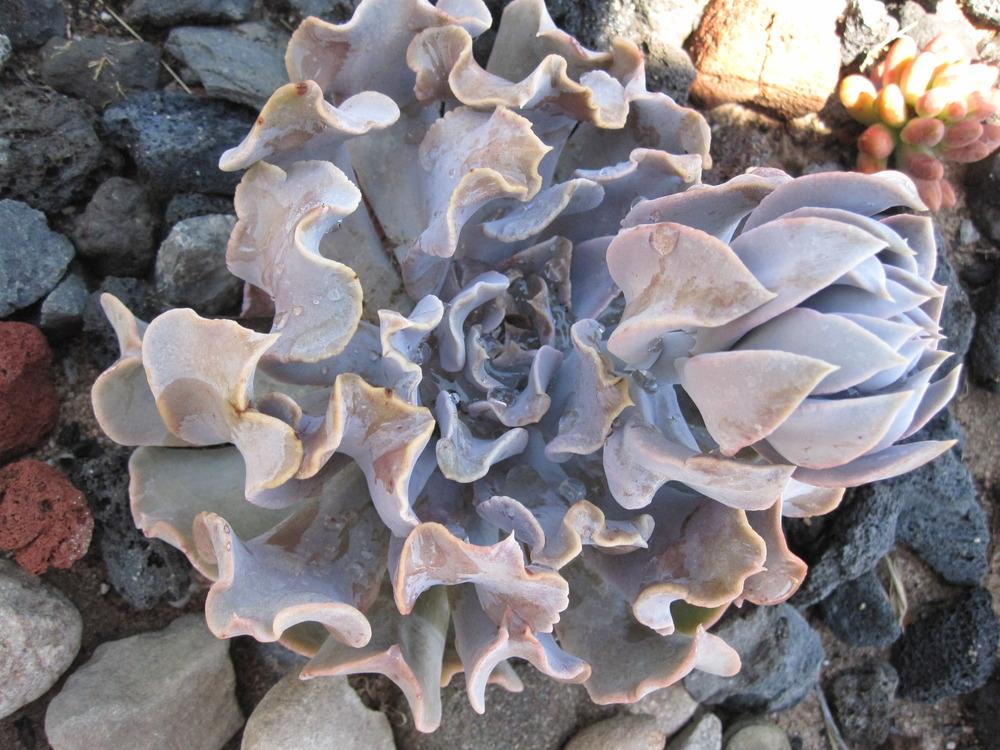 Photo of Echeveria 'Surf' uploaded by MagerRooRHammer