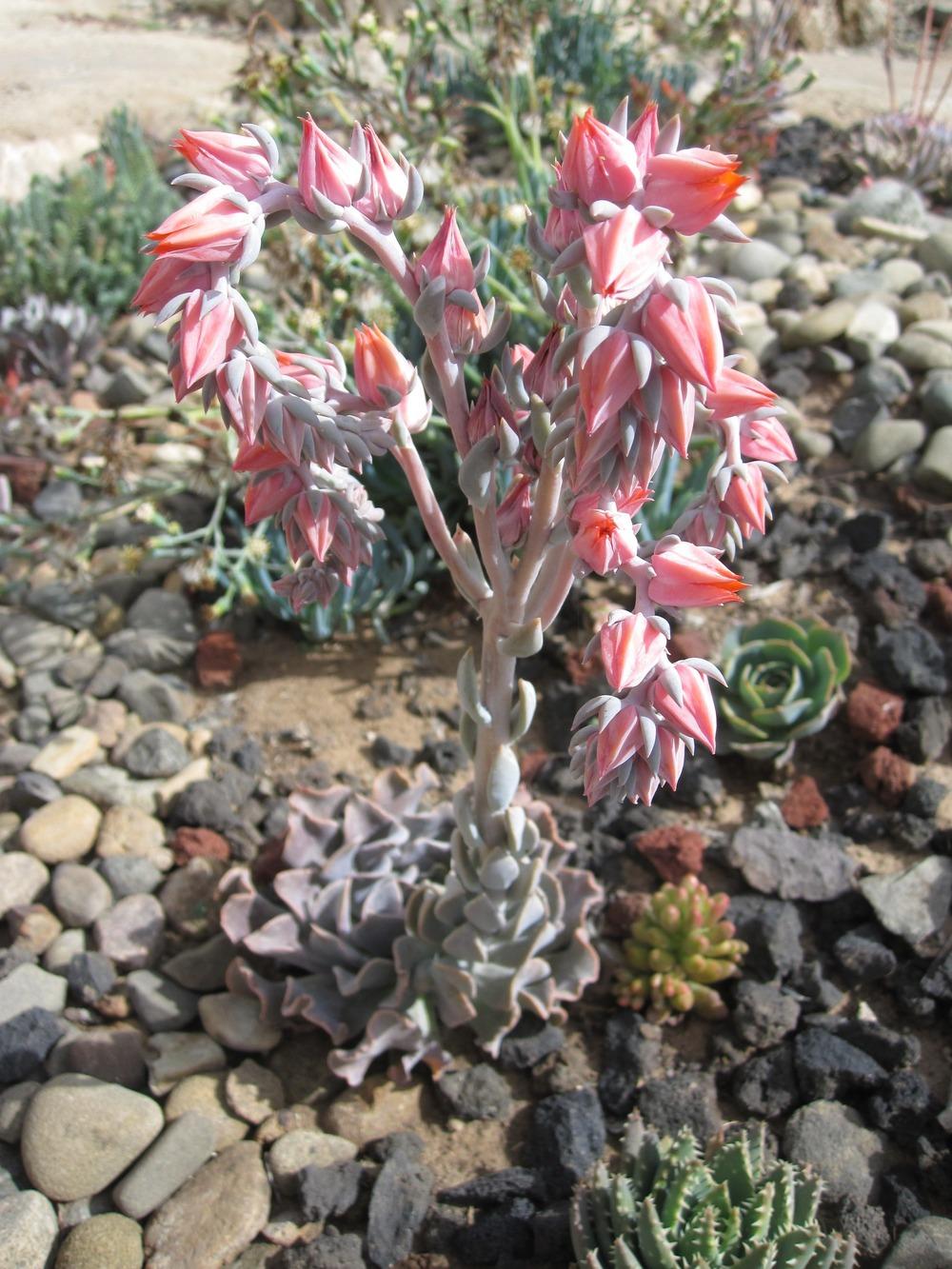 Photo of Echeveria 'Surf' uploaded by MagerRooRHammer