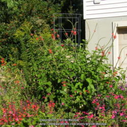 Location: My garden in Kentucky
Date: 2013-09-06