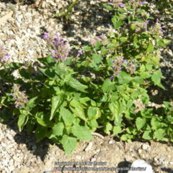 Location: My garden in Kentucky
Date: 2013-09-06
Newly planted this Summer