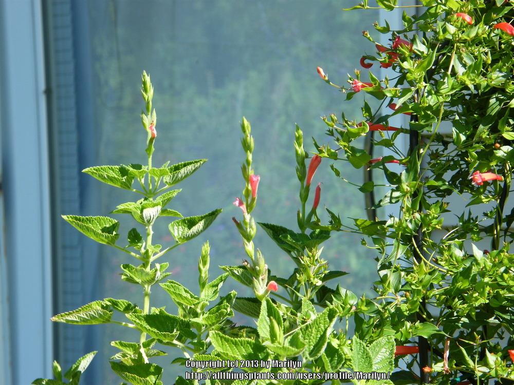 Photo of Salvia (Salvia oppositiflora) uploaded by Marilyn