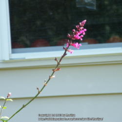 Location: My garden in Kentucky
Date: 2013-09-05
Hummers love these flowers!