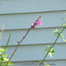 Location: My garden in Kentucky
Date: 2013-09-05
Hummers love these flowers!