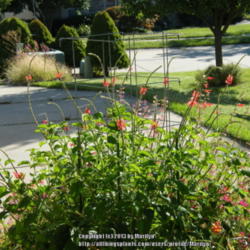 Location: My garden in Kentucky
Date: 2013-09-06