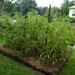 Location: Long Island, NY 
Date: 2013-08-13
square raised tomato bed