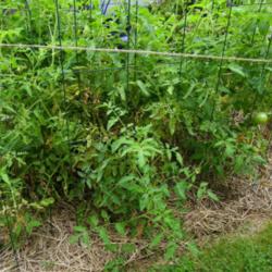 Get Your Backyard Birds To Eat Those Tomato Hornworms