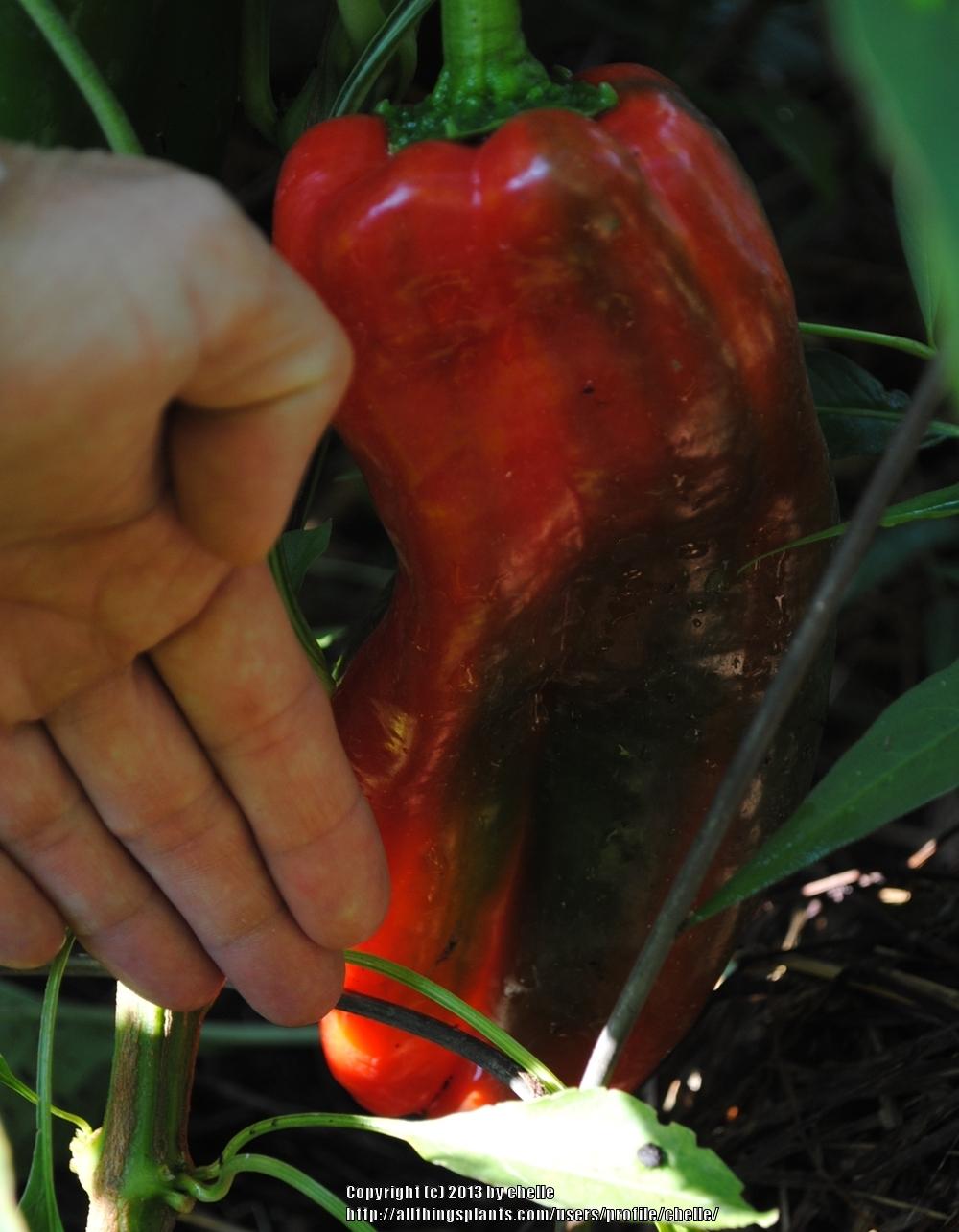 Photo of Sweet Pepper (Capsicum annuum 'Giant Marconi') uploaded by chelle