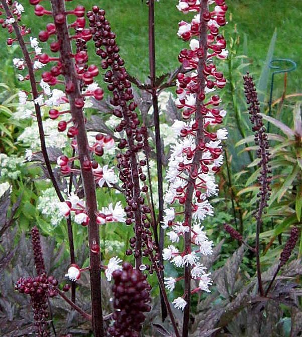 Photo of Bugbane (Actaea simplex 'Hillside Black Beauty') uploaded by ge1836