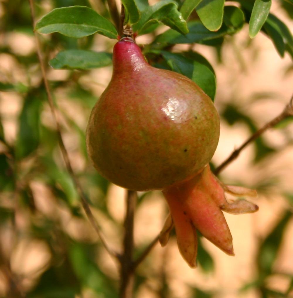 Photo of Dwarf Pomegranate (Punica granatum 'Nana') uploaded by jon