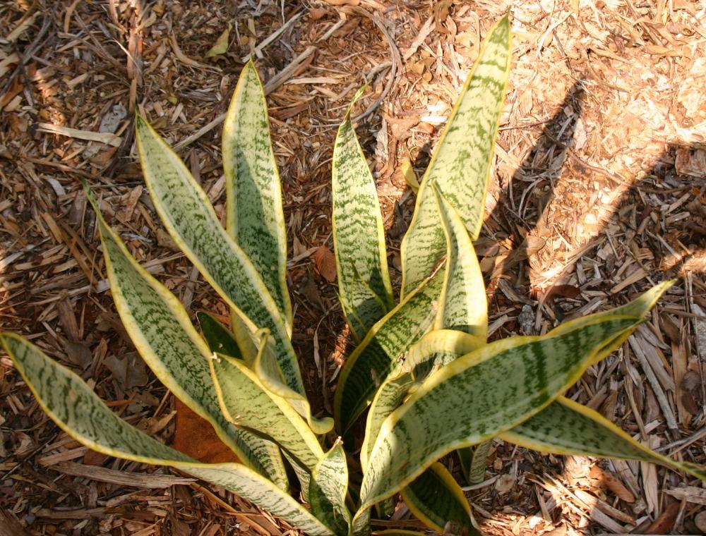 Photo of Mother-in-law's tongue (Dracaena trifasciata 'Laurentii') uploaded by jon