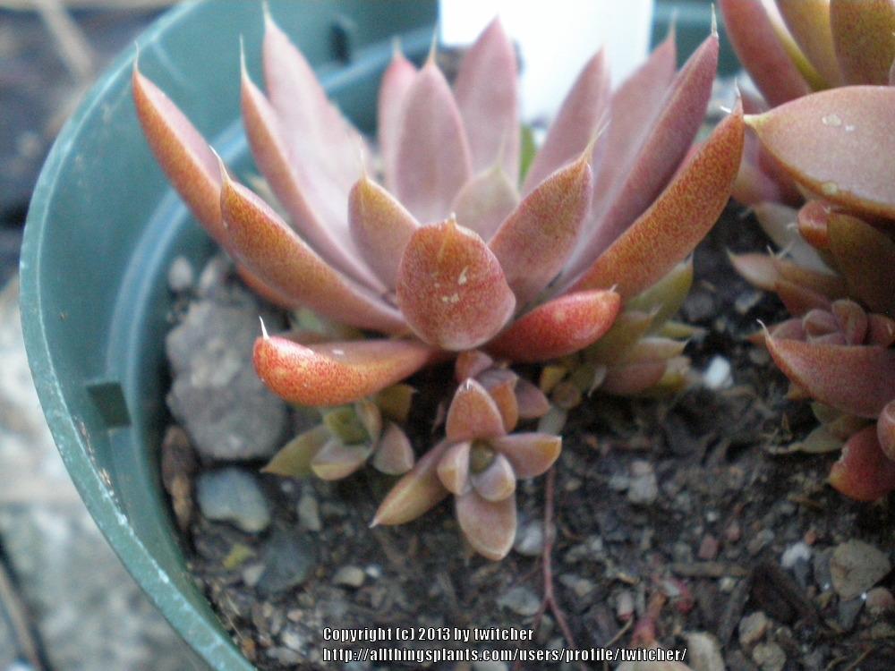 Photo of Dunce's Caps (Orostachys fimbriata) uploaded by twitcher