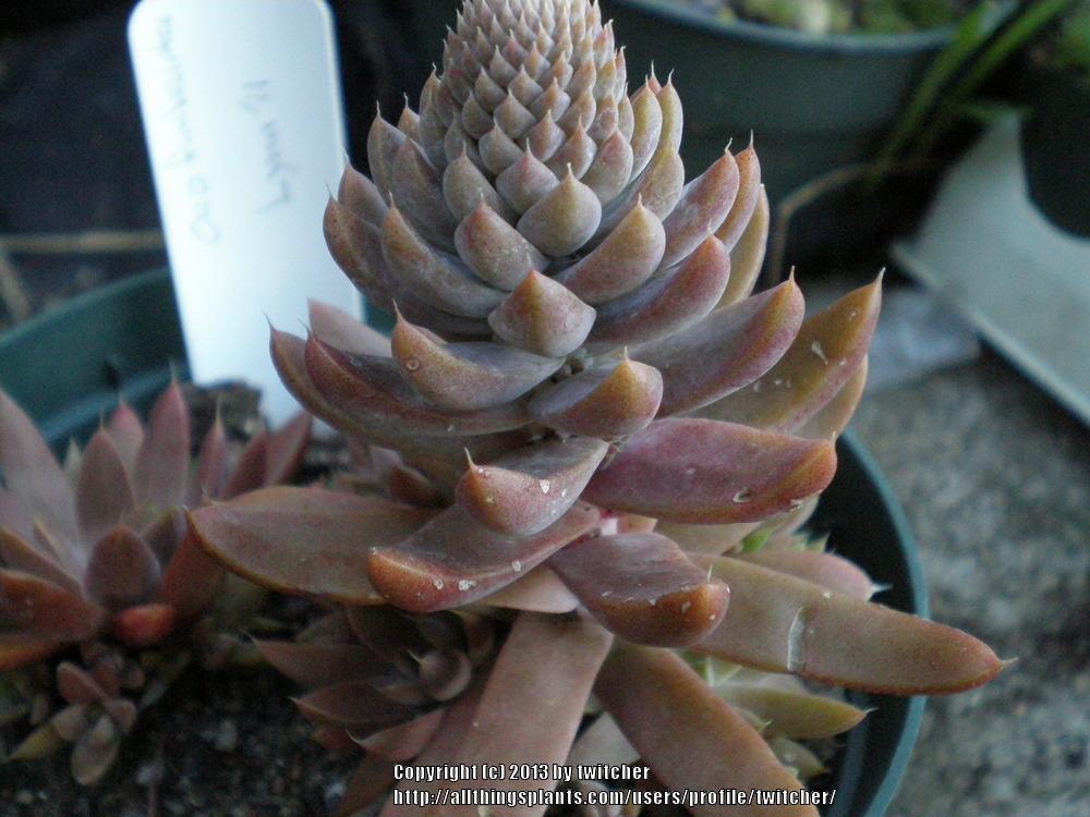 Photo of Dunce's Caps (Orostachys fimbriata) uploaded by twitcher