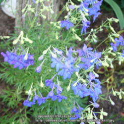 Location: My Garden
Date: 2013-07-26
The intensely blue flowers seem to dance above the lacy foliage. 