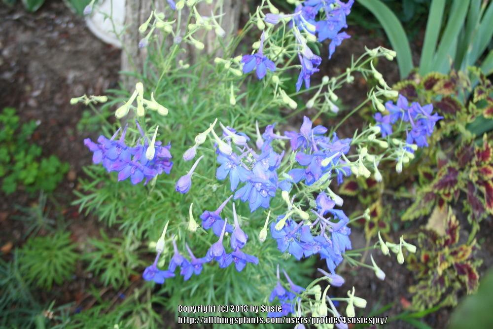 Photo of Chinese Delphinium (Delphinium grandiflorum 'Blue Mirror') uploaded by 4susiesjoy