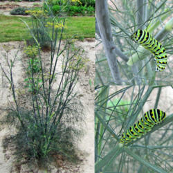 Location: My Gardens
Date: September 7, 2013
48 Inch Plant With Close-Ups Of Caterpillars Inside Branches
