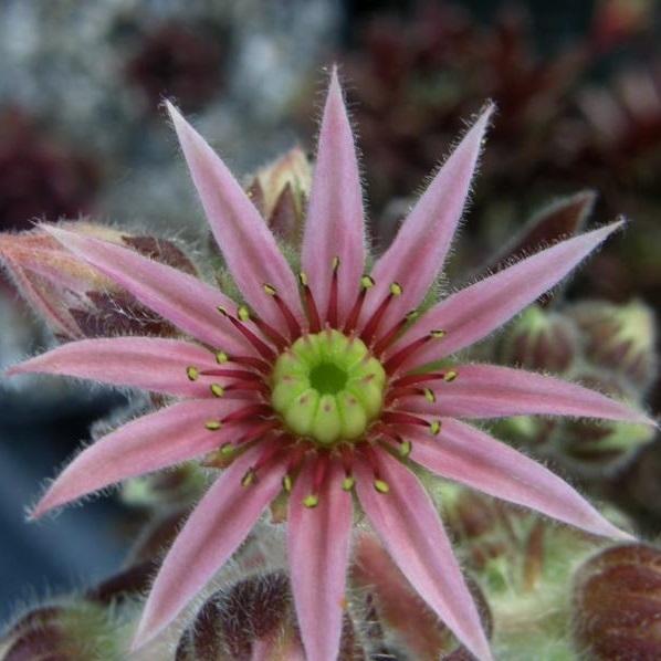 Photo of Hen and Chicks (Sempervivum 'Amelunga') uploaded by banker07