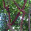 This cultivar has a reddish bark more foliage and you can notice 