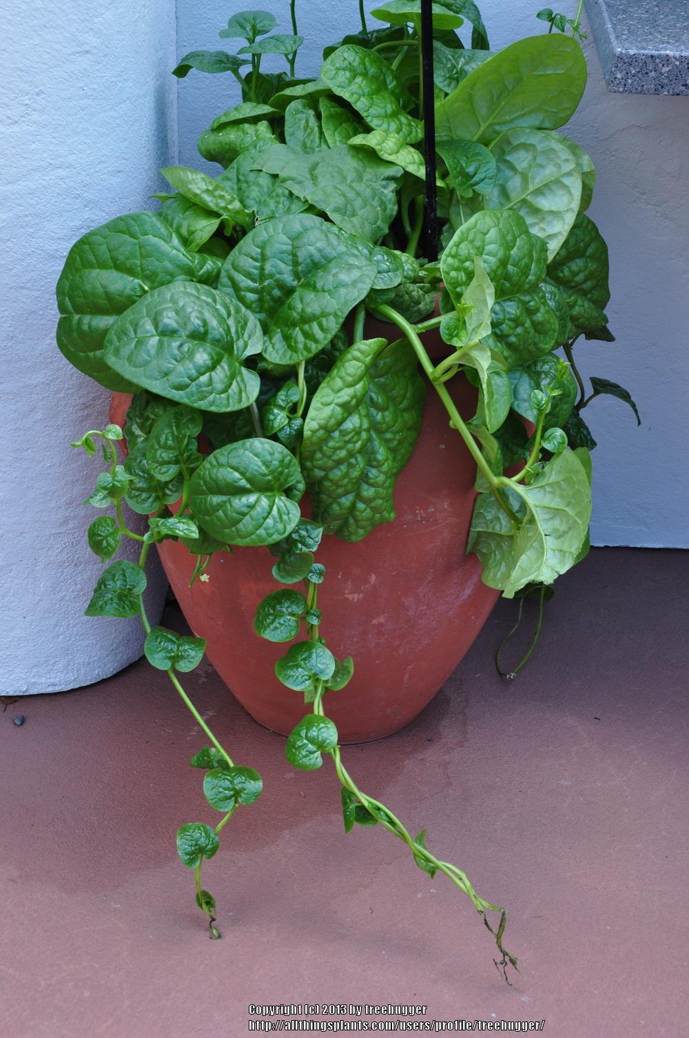 Try out Malabar Spinach