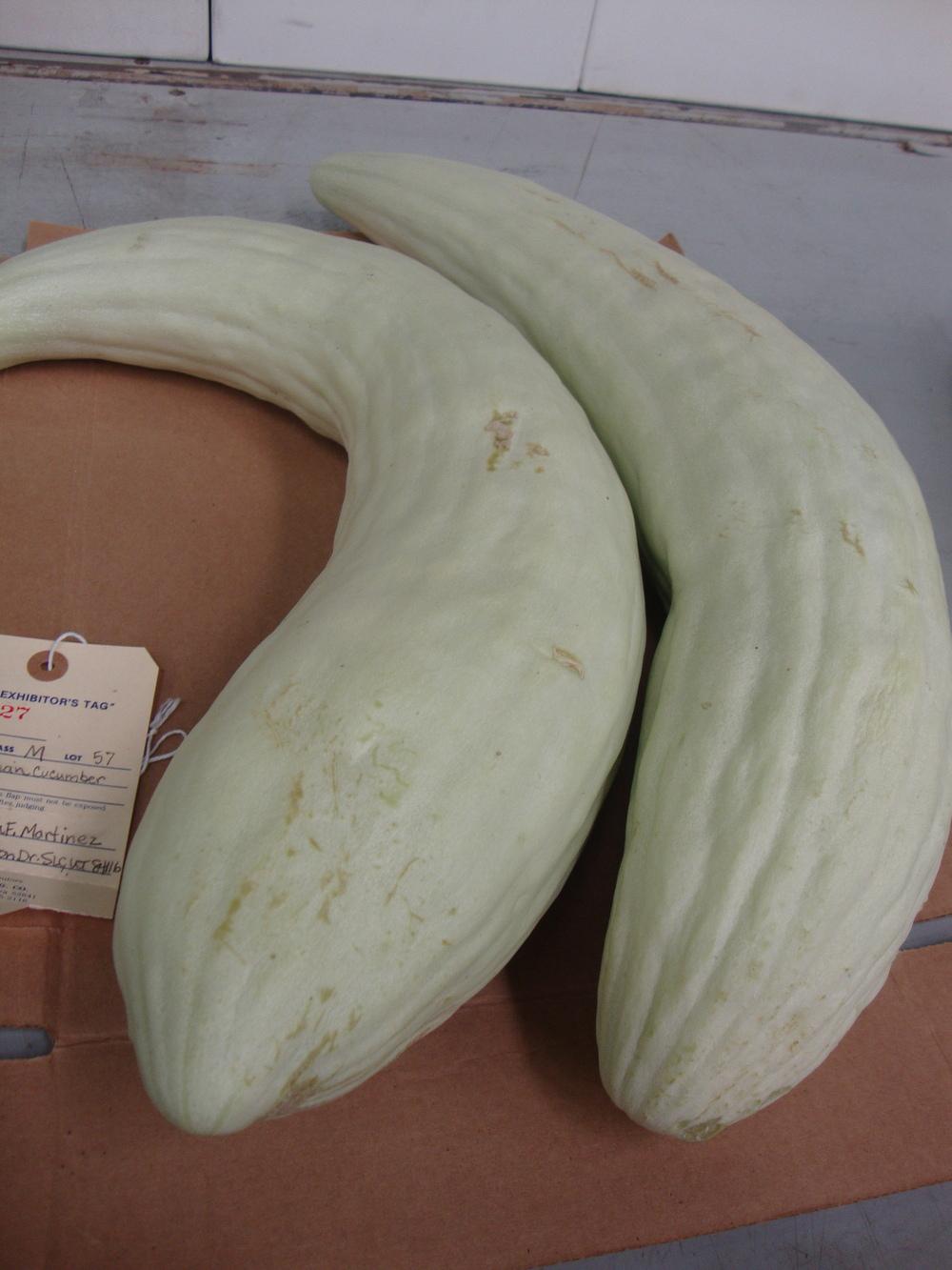 Photo of Armenian Cucumber (Cucumis melo var. flexuosus 'Striped Armenian') uploaded by Paul2032