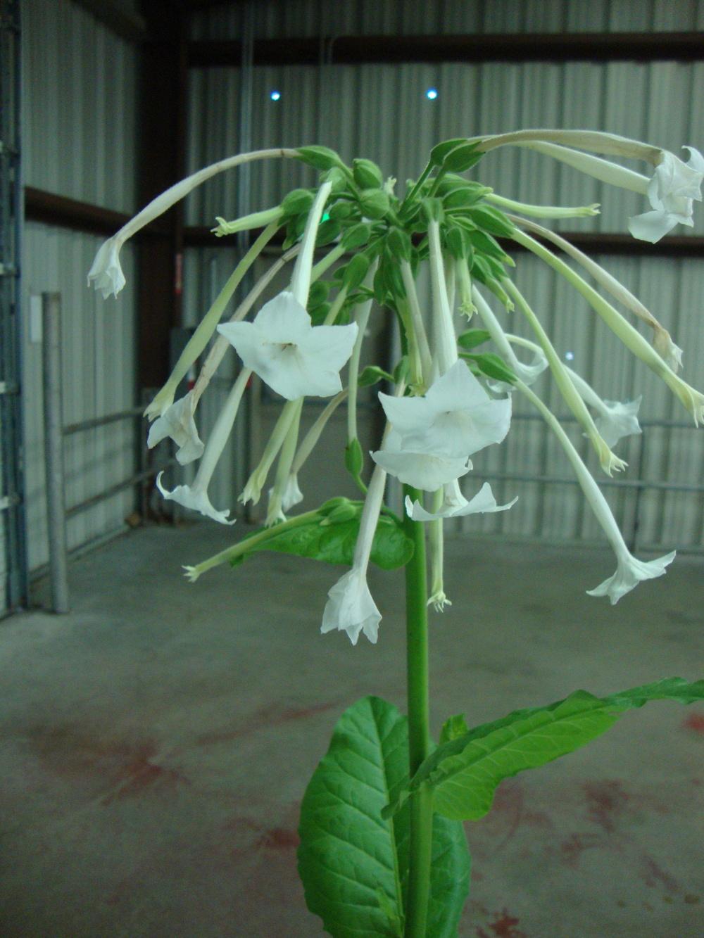 Photo of Woodland Tobacco (Nicotiana sylvestris) uploaded by Paul2032